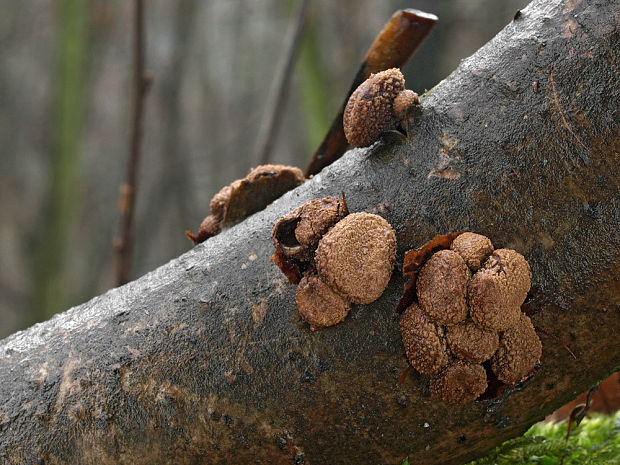 dutinovka otrubnatá Encoelia furfuracea (Roth) P. Karst.