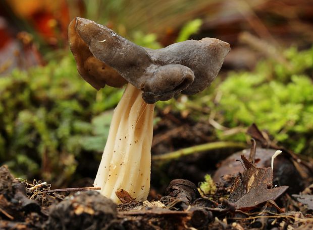 chriapač jamkatý Helvella lacunosa Afzel.