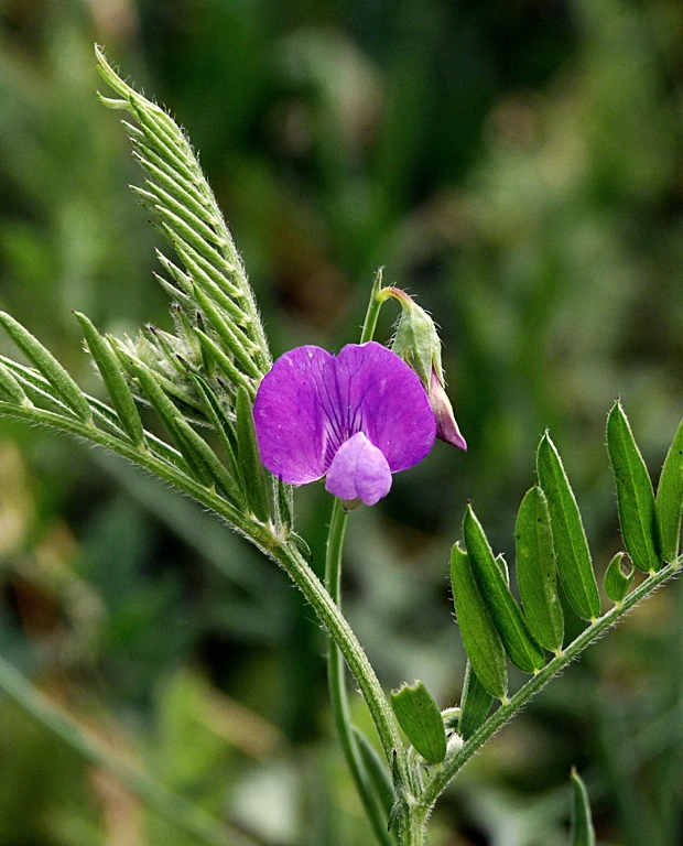 hrachor močiarny Lathyrus palustris ? L.