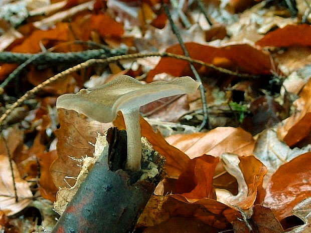 trúdnik strapkatý Lentinus substrictus (Bolton) Zmitr. & Kovalenko