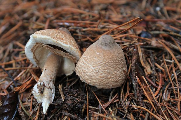 bedlička Lepiota sp.