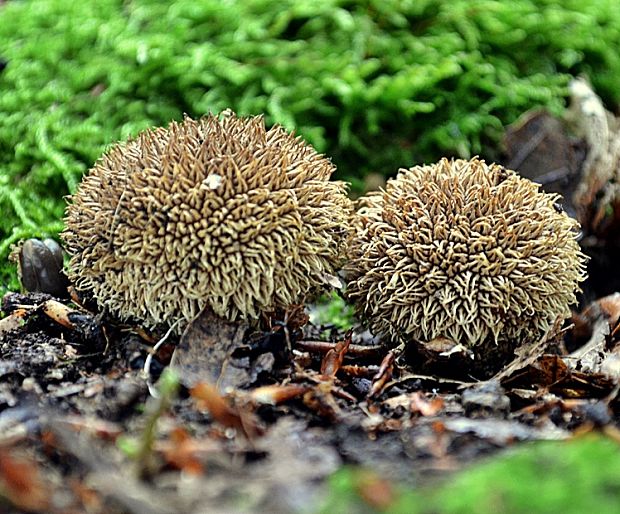 prášnica pichliačová Lycoperdon echinatum Pers.