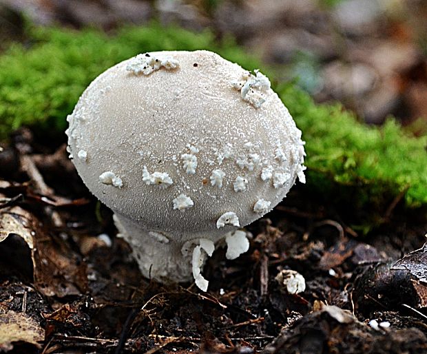 prášnica závojová Lycoperdon mammiforme Pers.