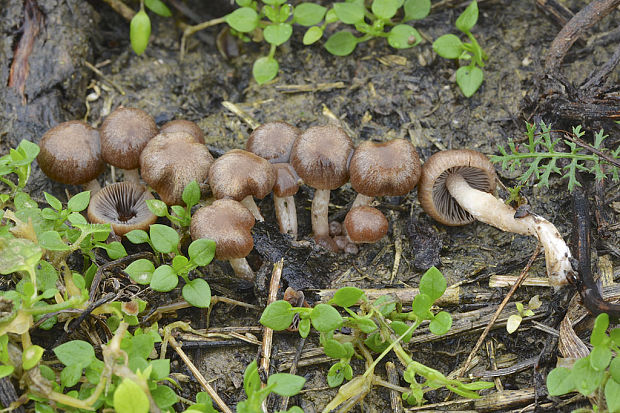 drobuľka? Psathyrella sp.