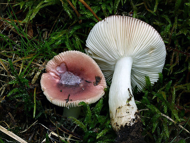 plávka krehká Russula fragilis Fr.