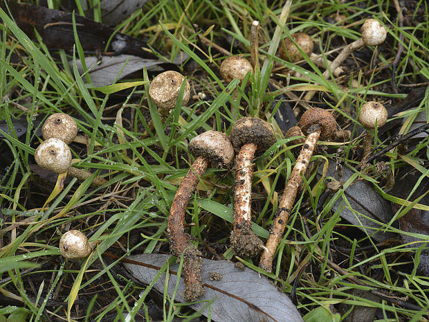 stopkovec zimný Tulostoma brumale Pers.