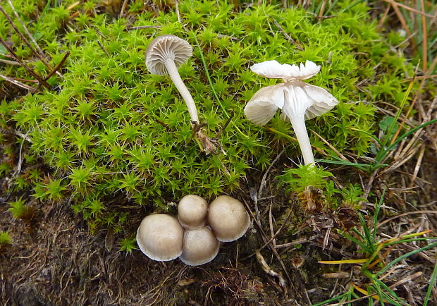 prilbička mycena cf.pseudopicta