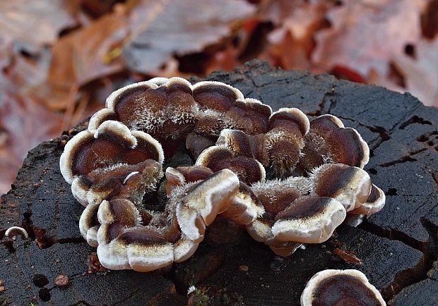 uchovka pásikavá Auricularia mesenterica (Dicks.) Pers.