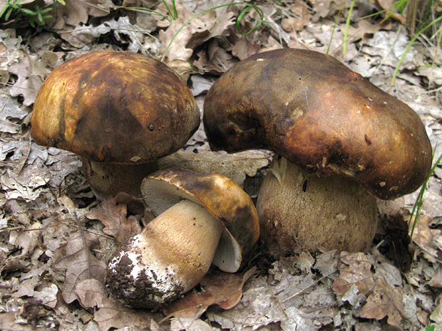 hríb bronzový Boletus aereus Bull. ex Fr.