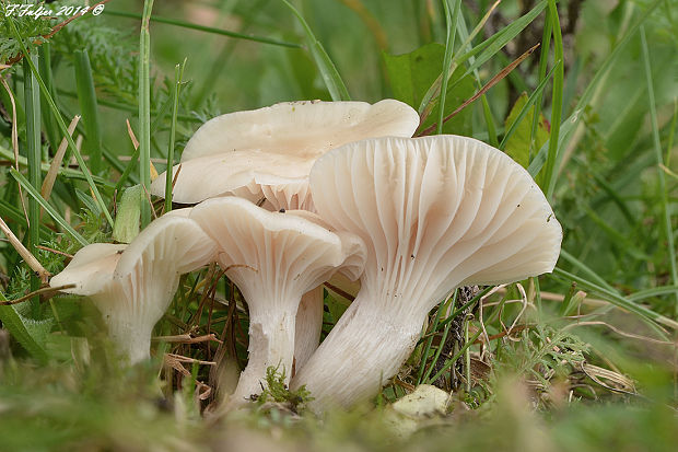 lúčnica snehobiela Cuphophyllus virgineus (Wulfen) Kovalenko