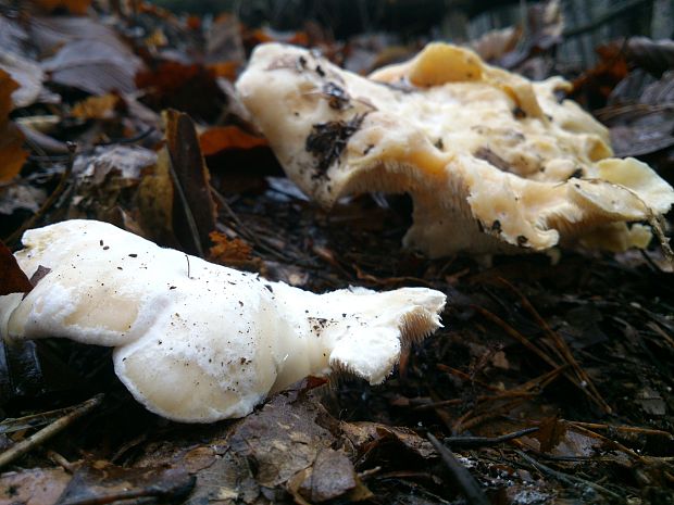 jelenka poprehýbaná Hydnum repandum L.