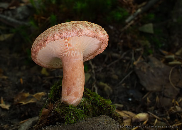 rýdzik kravský Lactarius torminosus (Schaeff.) Gray