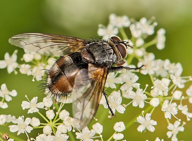 bystruša Nemoraea pellucida