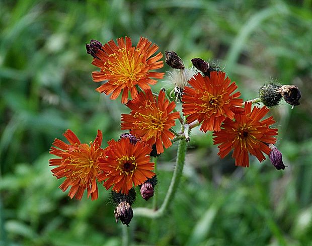 chlpánik oranžový Pilosella aurantiaca (L.) F. W. Schultz et Sch. Bip.