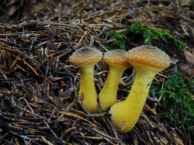 podpňovka žltá Armillaria gallica Marxm. & Romagn.