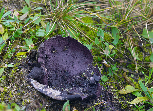 rozpadavec krehký Calvatia cyathiformis (Bosc) Morgan