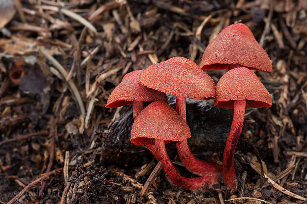 pavučinovec krvavý Cortinarius sanguineus (Wulfen) Fr.