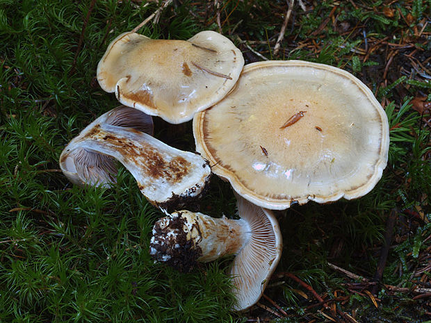 pavučinovec Cortinarius sp.