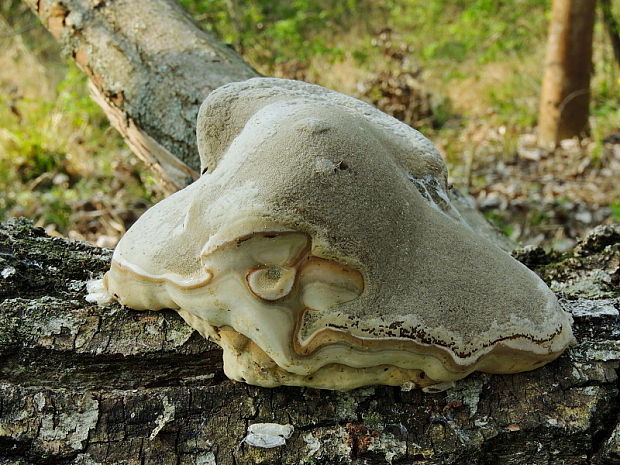 práchnovec kopytovitý Fomes fomentarius (L.) J.J. Kickx