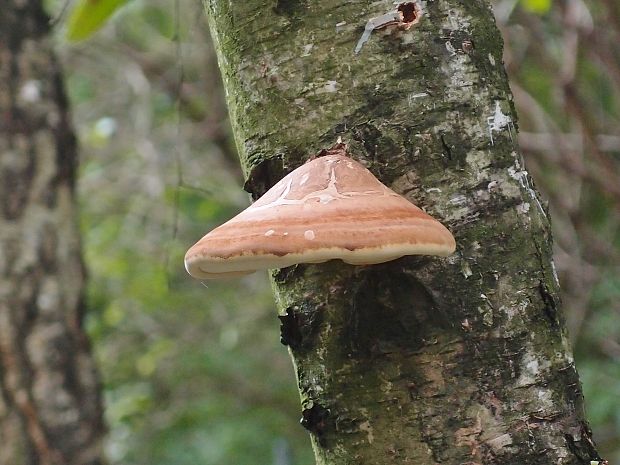 brezovník obyčajný Fomitopsis betulina (Bull.) B.K. Cui, M.L. Han & Y.C. Dai