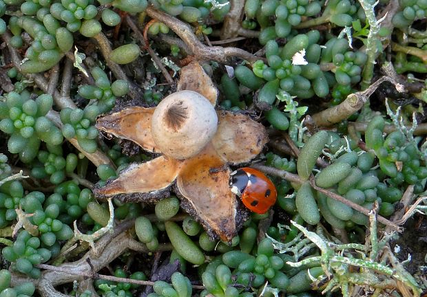 hviezdovka Schmidelova Geastrum schmidelii Vittad.