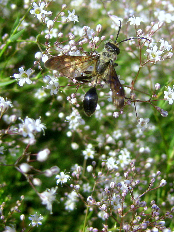 kutavka  Isodontia mexicana