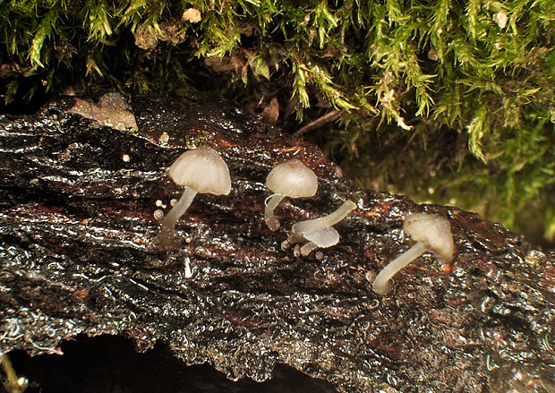 prilbička modrosivá Mycena pseudocorticola Kühner