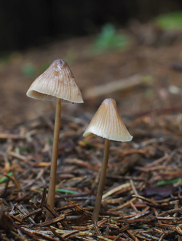 prilbička Mycena sp.