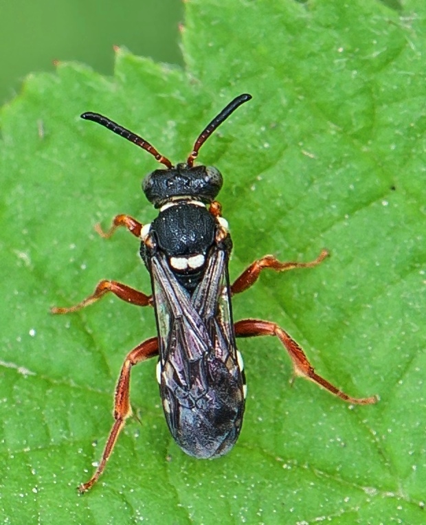 - Nomada flavopicta ♀