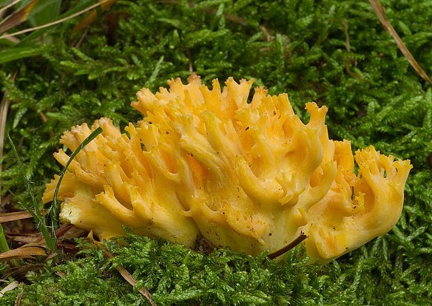 strapačka nedrobivá Ramaria cf.flavescens (Schaeff.) R.H. Petersen