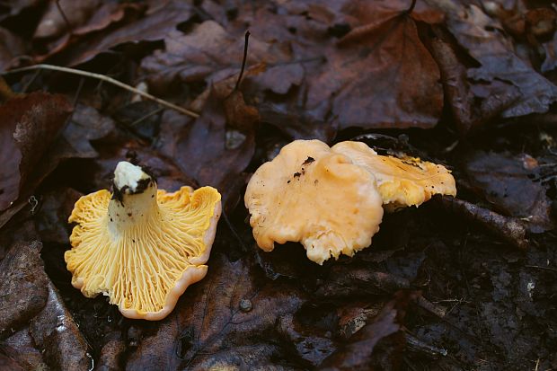 kuriatko jedlé Cantharellus cibarius Fr.