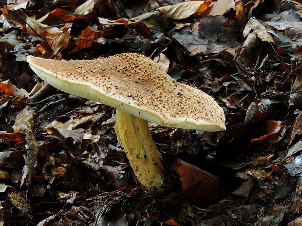 bedlička ostrošupinatá Echinoderma asperum (Pers.) Bon