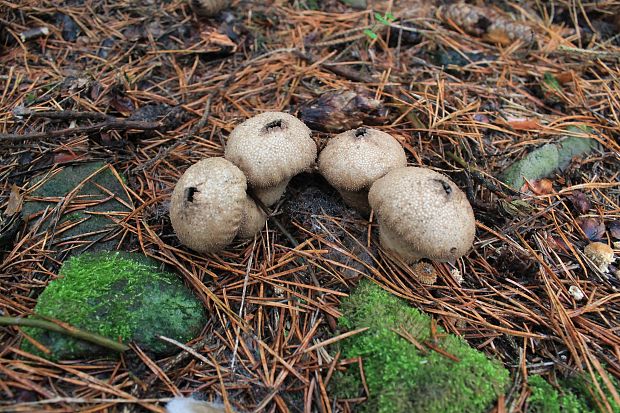 prášnica bradavičnatá Lycoperdon perlatum Pers.