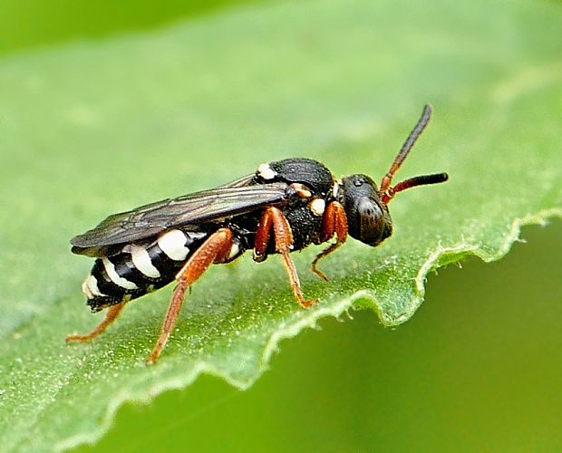 - Nomada flavopicta ♀