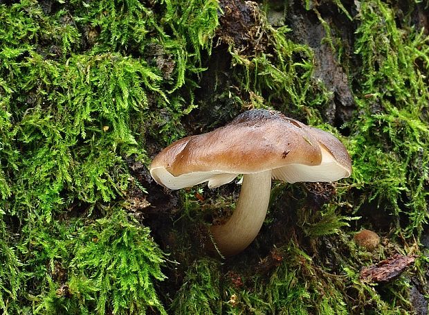 štítovka jelenia Pluteus cervinus (Schaeff.) P. Kumm.