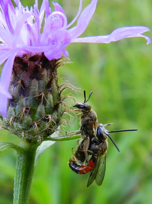 Sphecodes sp.