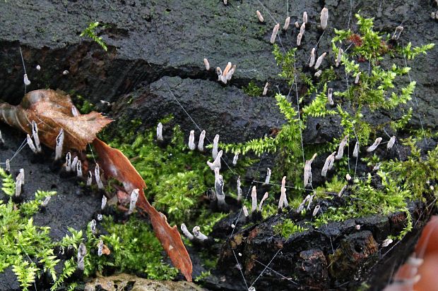 drevnatec parohatý Xylaria hypoxylon (L.) Grev.