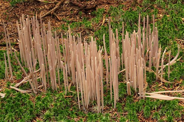 pakyjačik purpurový Alloclavaria purpurea (O.F. Müll.) Dentinger & D.J. McLaughlin