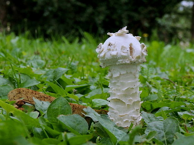 muchotrávka Vittadiniho Amanita vittadinii (Moretti) Vittad.