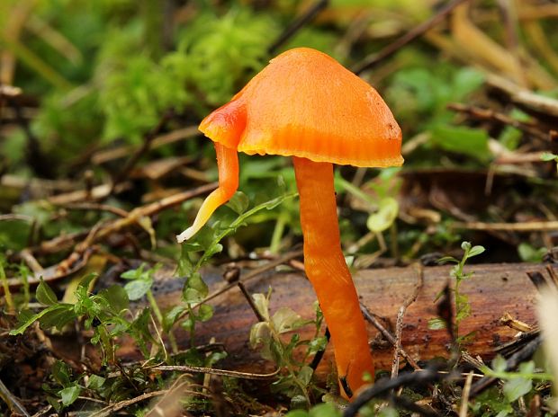 lúčnica Hygrocybe sp.