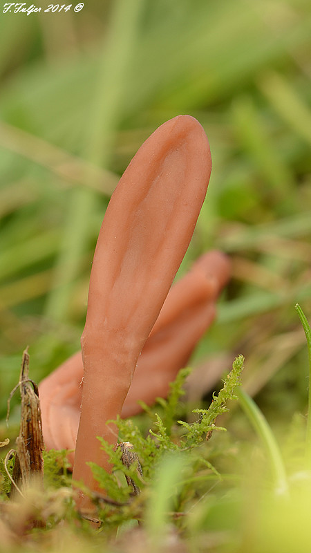 drobnojazýček Microglossum olivaceum (Pers.) Gillet