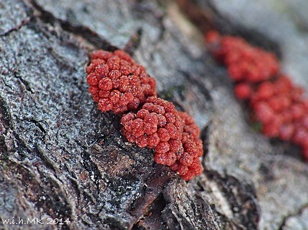 hlivka červená Nectria cinnabarina (Tode) Fr.