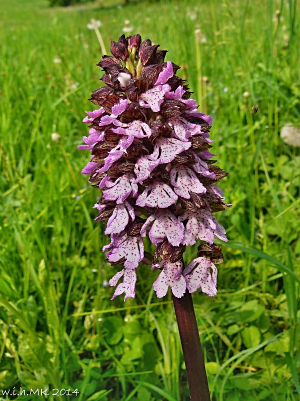 vstavač purpurový Orchis purpurea Huds.