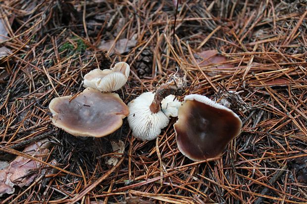 peniazovka maslová Rhodocollybia butyracea (Bull.) Lennox