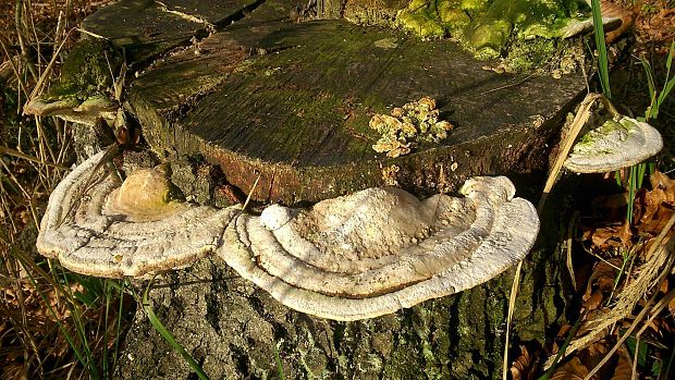 trúdnikovec hrbatý Trametes gibbosa (Pers.) Fr.