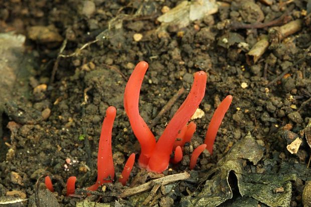 kyjačik Clavaria rosea Fr.