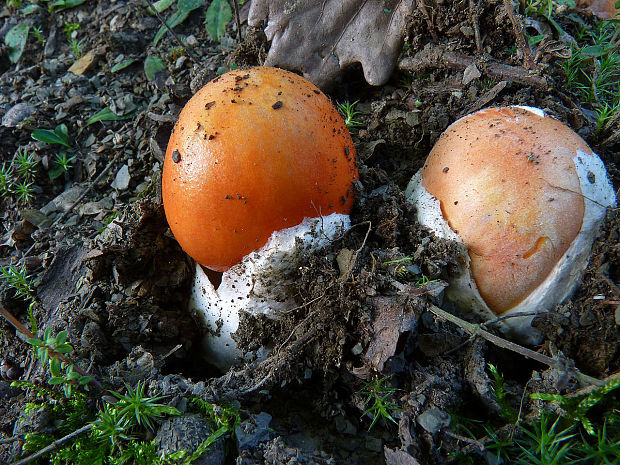 muchotrávka cisárska Amanita caesarea (Scop.) Pers.