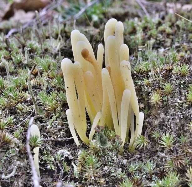 kyjačik Clavaria argillacea Pers.