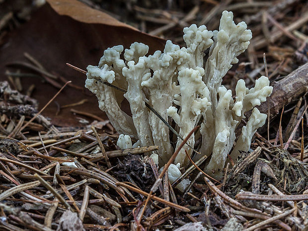 konárovka vráskavá Clavulina cf. rugosa (Bull.) J. Schröt.