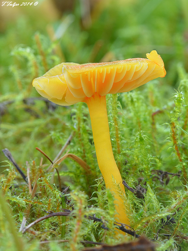 lúčnica blednúca Hygrocybe cf. insipida (J.E. Lange ex S. Lundell) M.M. Moser